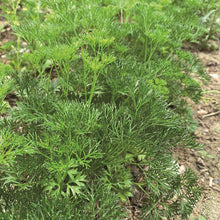 Green parsley menuette plant in a garden setting
