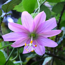 Passiflora banana passion fruit flower small purple bloom with green leaves on a blurred backdrop.