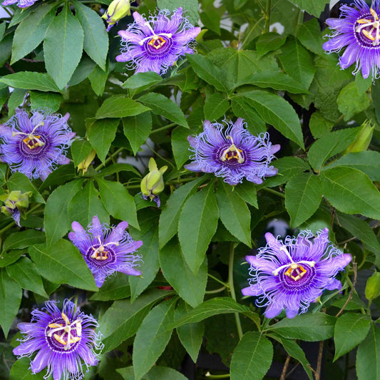 passiflora purple passion flower