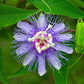 passiflora purple passion flower