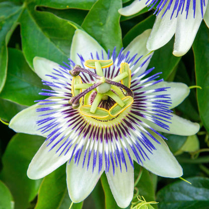 Passiflora purple and white bloom with intricate stamens against a soft green backdrop.