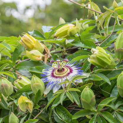 Passiflora blooming purple flower with intricate petals and a prominent stigma on a green backdrop.