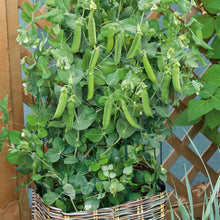 Tom Thumb peas growing in a container with a lattice background.