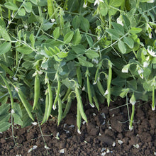 Peas Snak Hero pods growing on the vine in a garden setting.