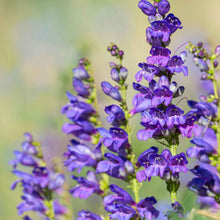 Penstemon rocky mountain tall purple blooms with green foliage on a blurred backdrop.