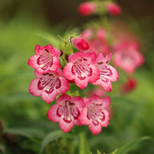 Penstemon sensation mix pink and white tubular bloom with green foliage in the background.