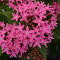 Close-up of pentas lucky star deep pink flowers with green leaves