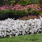 Garden with white and pink pentas lucky star deep pink flowers in black pots on a grassy area