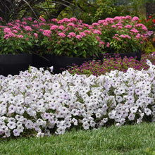 Garden with white and pink pentas lucky star deep pink flowers in black pots on a grassy area