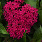 Close-up of a cluster of bright pink pentas lucky star lipstick flowers with green leaves.