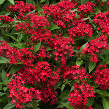 Cluster of red pentas lucky star lipstick flowers with green leaves