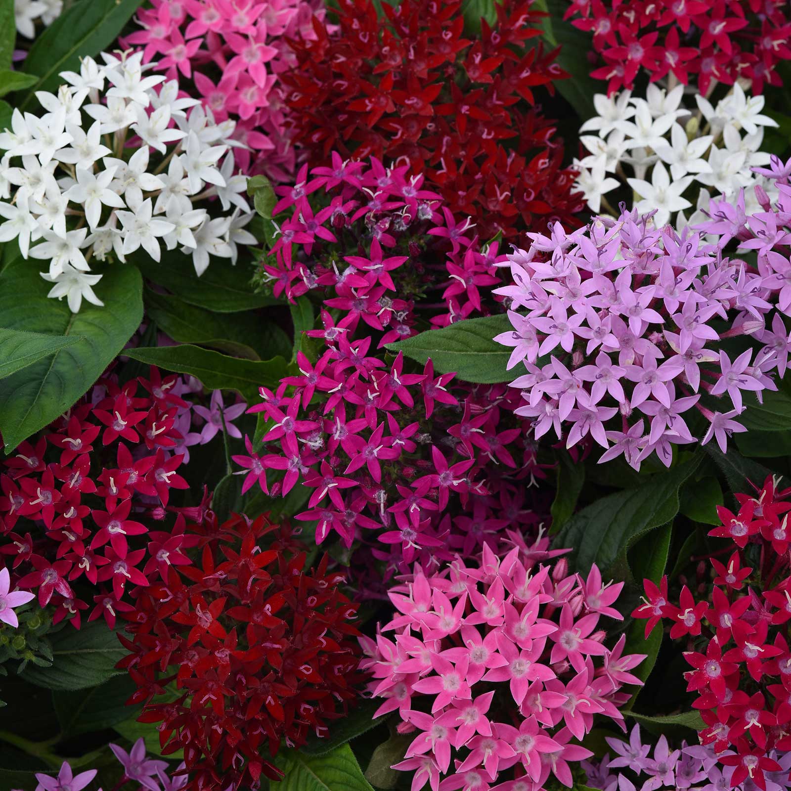 Close-up of colorful pentas lucky star mix flowers in red, pink, and white.