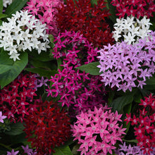 Close-up of colorful pentas lucky star mix flowers in red, pink, and white.