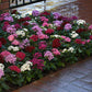 A bush of pentas lucky star mix flowers blooming in an outdoor area