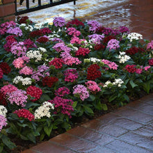 A bush of pentas lucky star mix flowers blooming in an outdoor area