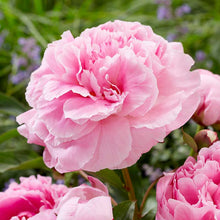 Close-up of a pink alexander fleming peony flower with green leaves in the background
