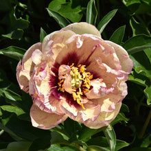 Large itoh all that jazz peony flower with dark pink and maroon speckles and a deep plum center.