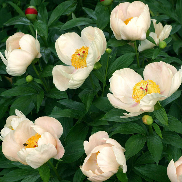 peony-apricot-whisper-aly-