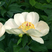 Close up of a soft apricot whisper peony flower with a deep peach center and red stigmas.