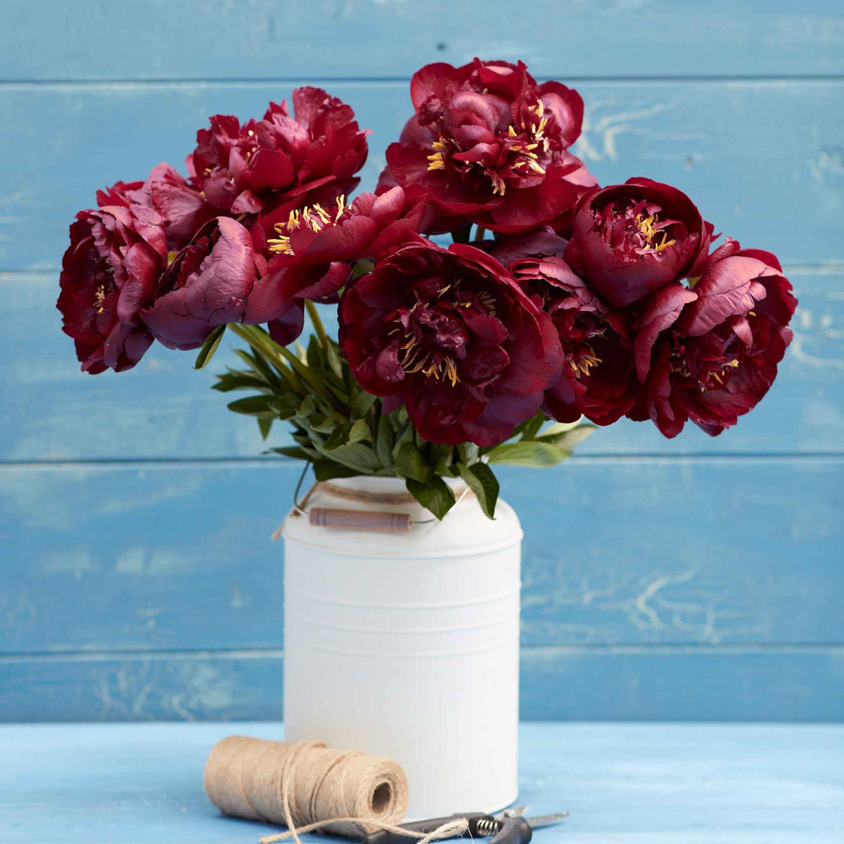 Peony Bulbs - Buckeye Belle | Flower Bulbs | Eden Brothers
