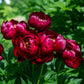 peony buckeye belle
