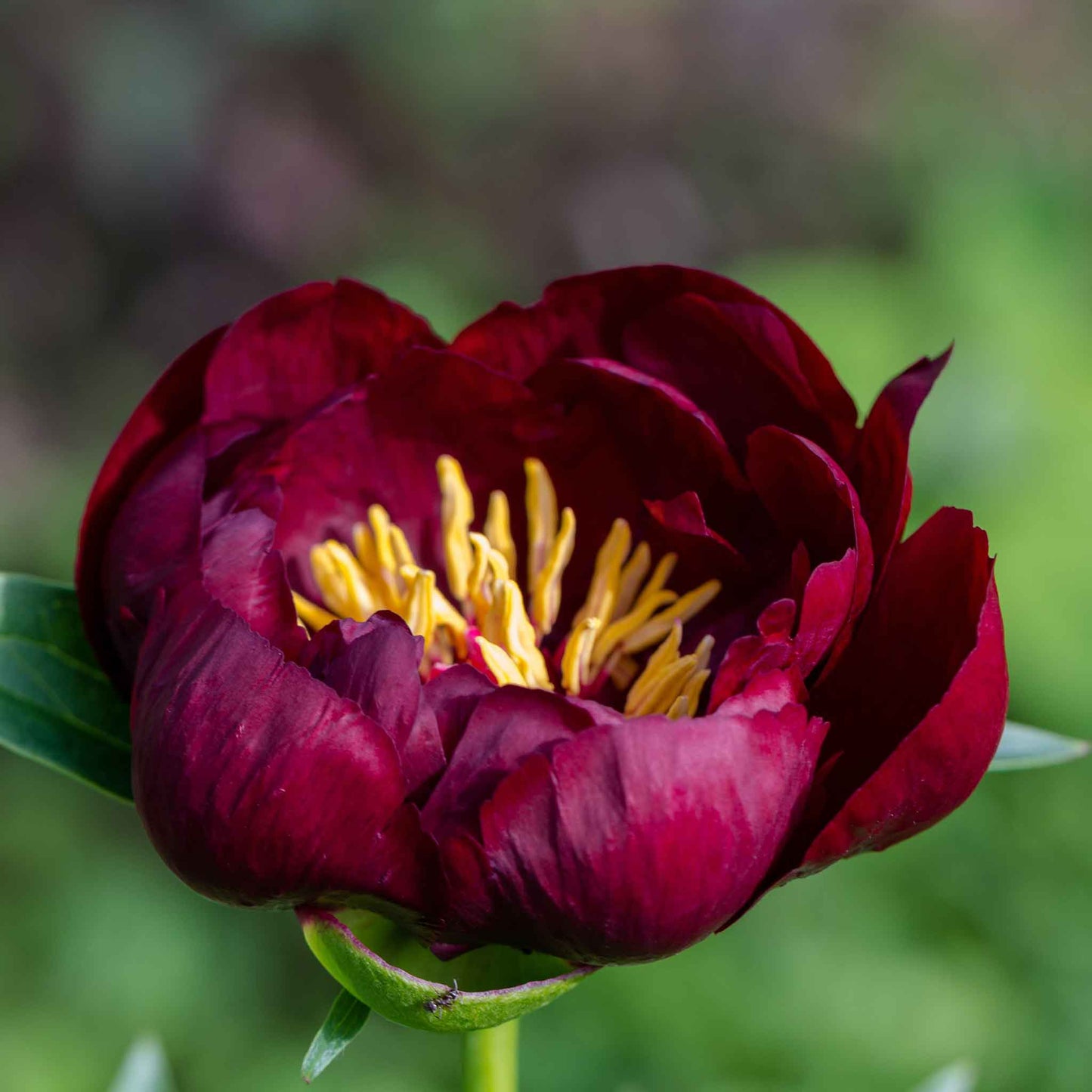 peony buckeye belle