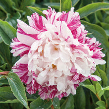 Close up of double white candy stripe peony flower with distinctive raspberry red stripes on the petals.