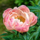 Peony Roots - Coral Charm