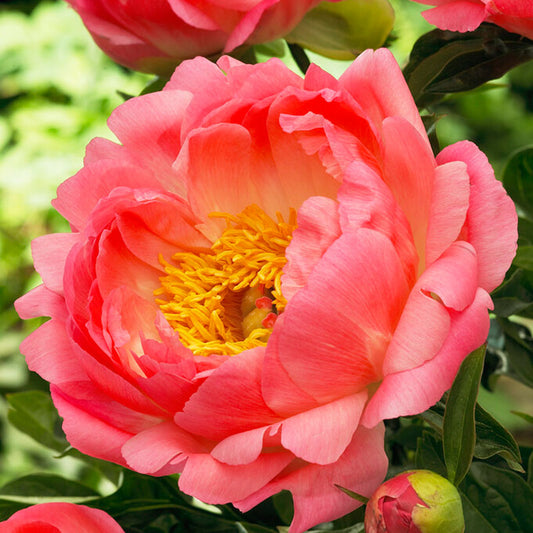 peony coral sunset