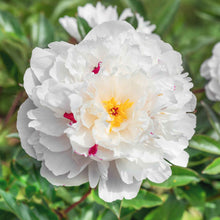 White double festiva maxima peony flower with pure white petals and small crimson flecks in the center.