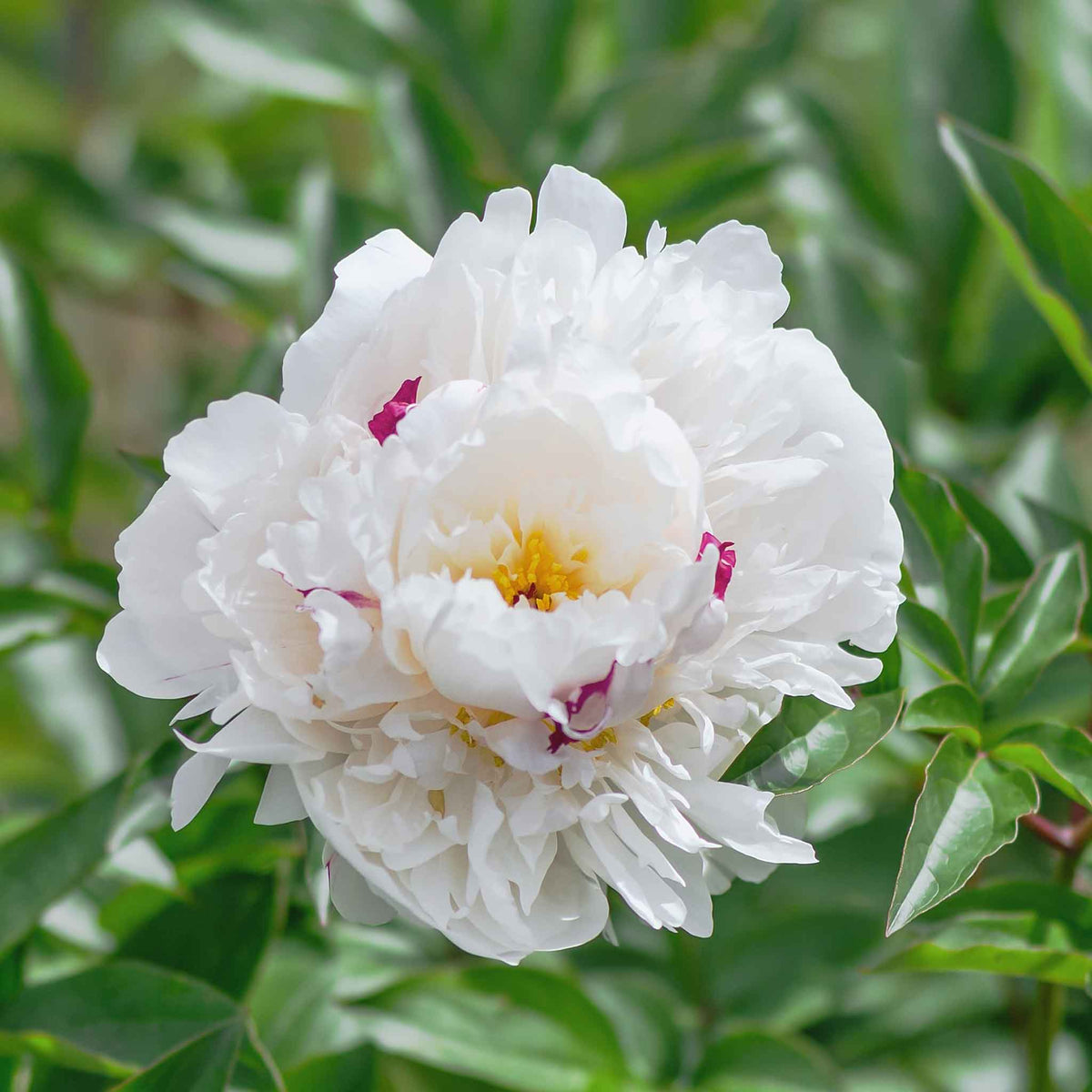 Peony Bulbs - Festiva Maxima | Flower Bulbs | Eden Brothers