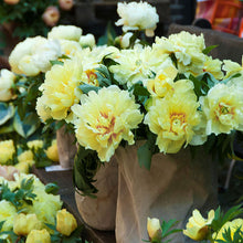 Large double yellow bartzella peony blossom with a deep red center and green foliage.