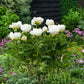 peony jan van leewuwen | copyright: Floramedia UK Ltd