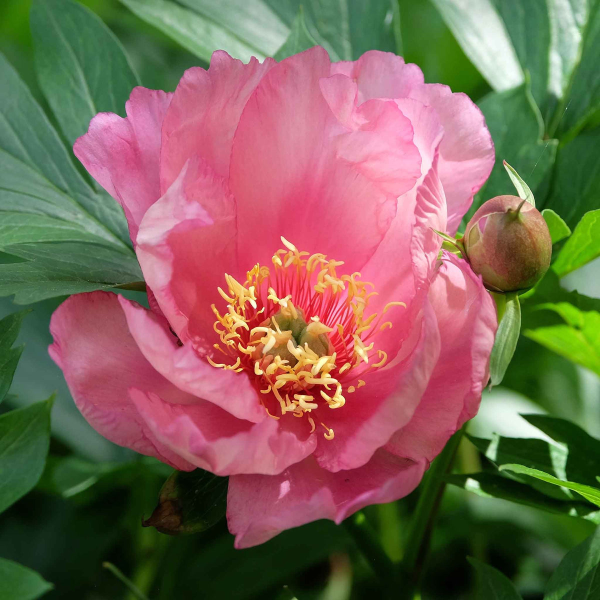 Close-up of a semi-double Julia Rose Itoh Peony with cherry-red petals fading to apricot and yellow.