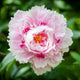 Peony Roots - Jumbo Sarah Bernhardt