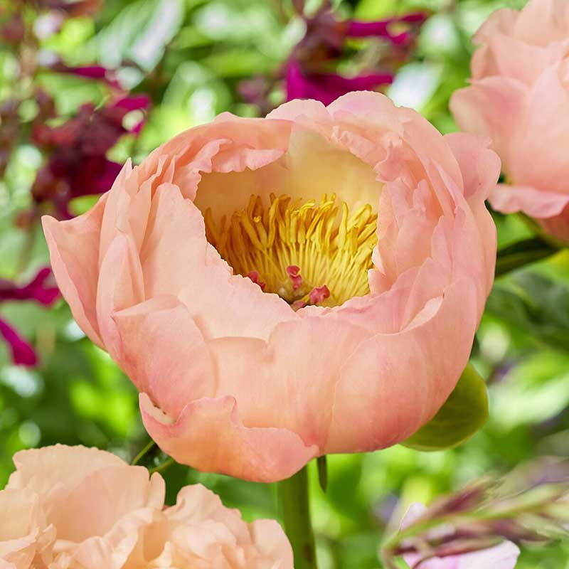 Close-up of a pink peony kings day flower with a blurred green background