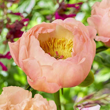 Close-up of a pink peony kings day flower with a blurred green background