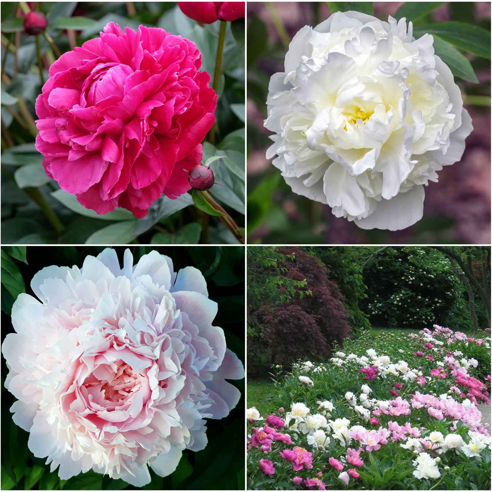 Grid of the different peony varieties in the peony long lasting mix.