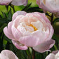 Close-up of pink miss america peony flowers with green leaves in the background | copyright: Floramedia UK Ltd