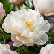 Close-up of a white miss america peony flower with pink flowers in the background. | copyright: Floramedia UK Ltd