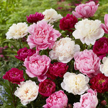 A cluster of lush peony mix in shades of deep red, bright pink, and soft white with green leaves.