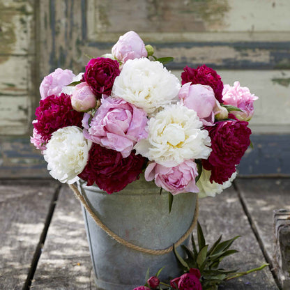A bouquet of mixed peony flowers in a metal bucket with a neutral background.