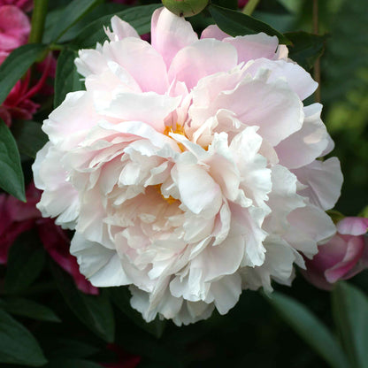 A close-up of a white peony morning kiss with lush, ruffled petals and a golden center.