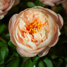 Close-up of a pink pastelegance peony flower with a blurred background | copyright: Floramedia UK Ltd