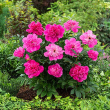 Bush of bright pink patio rome flowers with green leaves in a garden setting | copyright: Floramedia UK Ltd