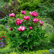 Pink ardour peony flowers in a garden setting with green foliage. | copyright: Floramedia UK Ltd