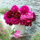 Peony Roots - Pink Mix