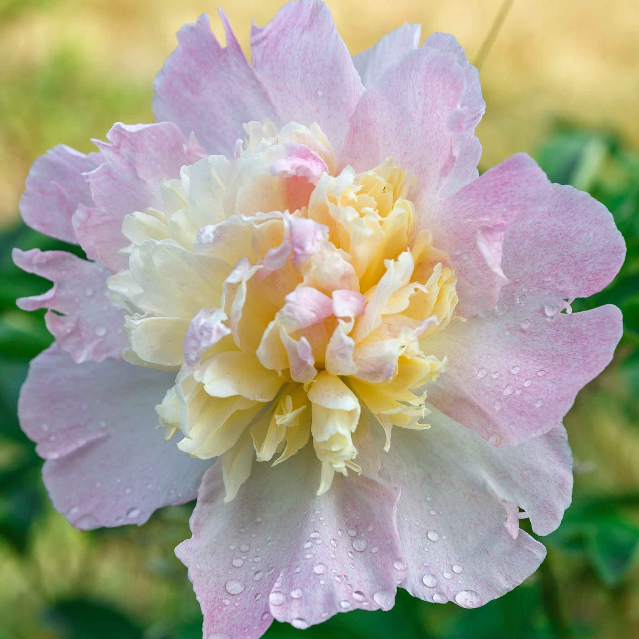 Peony Bulbs - Raspberry Sundae | Flower Bulbs | Eden Brothers