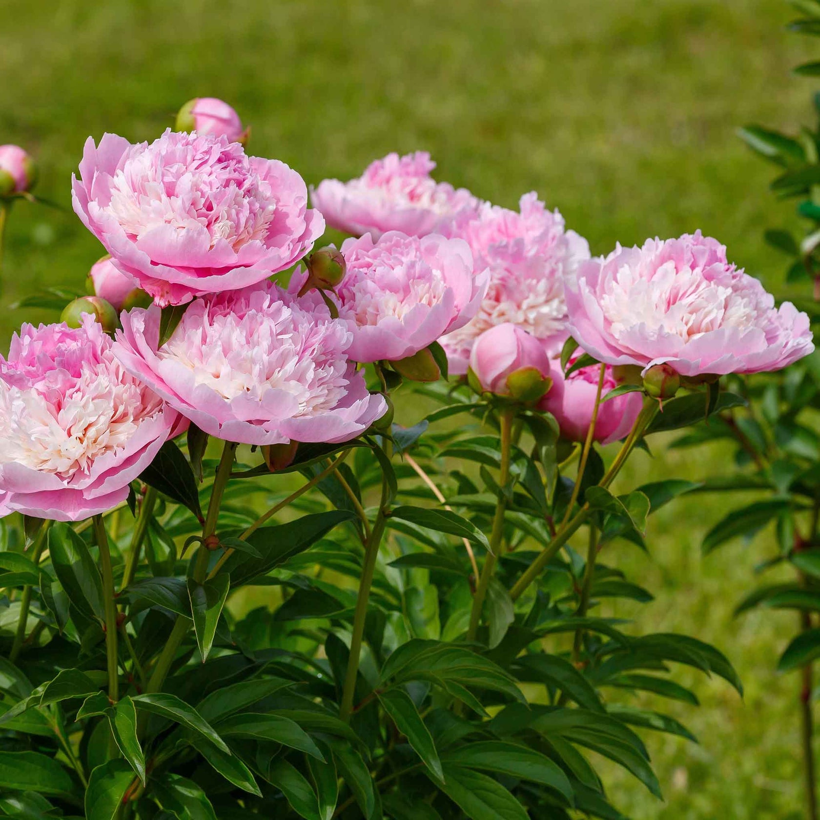 Peony Bulbs - Raspberry Sundae | Flower Bulbs | Eden Brothers
