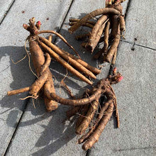 Bare Peony roots slightly covered in dirt showing long roots and multiple eyes